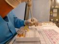 191 Sampel Serum Darah Sapi Dinyatakan Bebas Brucellosis