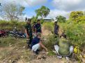 Sertu Komang Bersama Pemdes Tanam Puluhan Kelapa Hibrida