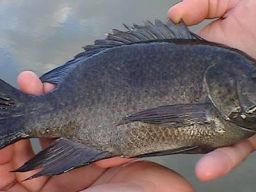 Asal Muasal Ikan Mujair
