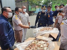 Tak Berdokumen, Karantina Musnahkan Kepiting asal Tunisia