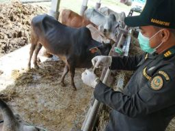 Ribuan Ekor Sapi dari Nusa Tenggara Barat Dikirim ke Luar Daerah di Tahun 2023