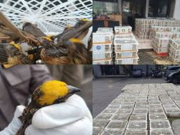 Petugas Pelabuhan Tanjung Wangi Gagalkan Pengiriman 6.860 Burung