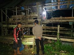 Kecamatan Sanga Sanga Rawan Maling Sapi
