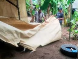 Arena Sabung Ayam di Desa Klurahan Mulai Buka Lagi