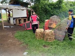 Polsek Baleendah Bongkar Sarana Judi Sabung Ayam di Sadangsari