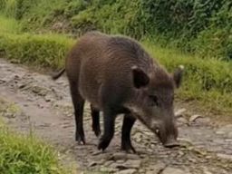 Pasang Jerat Babi Membuat Saini Terjerat Pidana di Banyuwangi