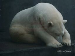 Arturo, Beruang Kutub yang Mati Dalam Kesepian