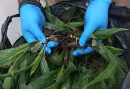 800 Bibit Kelapa Sawit Ditahan di PLBN Entikong