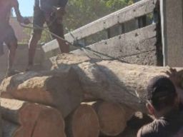 Heli Koptiono Didakwa Mencuri Kayu Jati curian dari Taman Nasional Baluran
