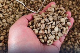 Kopi Robusta dari Lereng Semeru Diekspor ke Aljazair