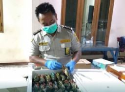 Ribuan Kepiting Bakau Hidup asal Jawa Timur Diekspor ke Tiongkok
