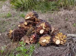 Lowongan Kerja di PT Sumber Bunga Sawit Lestari