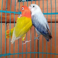 Burung di Peternakan Burung Jipang Bird Farm Hilang, Kerugian Rp 50 Juta