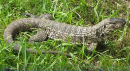 Ribuan Lembar Kulit Biawak Hendak Diselundupkan ke Malaysia