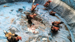 Polsek Selong Grebek Arena Sabung Ayam