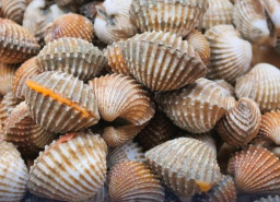 PT Mitra Jaya Malut Ekspor 225 Kg Kerang Dara ke Thailand