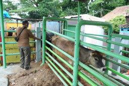 Ribuan Sapi Impor asal Australia Tiba di Cilacap