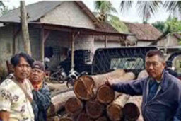 Tebang Kayu di Kawasan Hutan Taman Nasional Baluran, Heli Koptiono Dipenjara