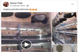 Jual Burung Dilindungi, 3 Orang Divonis Penjara di Pengadilan Negeri Gresik