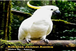 Selundupkan Burung dari Maluku Utara, 2 Orang Divonis 2 Tahun Penjara