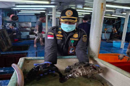 Ekspor Ikan Natuna Tembus 1,2 Miliar Rupiah