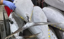 27 Ton Ikan Tuna Penuhi Kebutuhan Pangan di Thailand