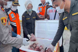 Karantina Papua Melakukan Tolak Pemasukan Daging Sapi