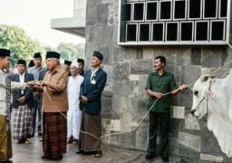 Misteri Sapi Kurban Presiden Republik Indonesia