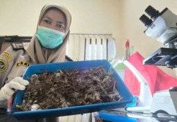 Ratusan Bibit Tanaman Calathea Ditanam di Negeri Chile