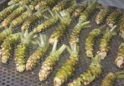 2 Ton Wasabi dari Semarang Tembus Pasar Jepang