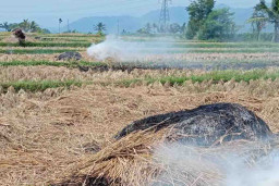 Bakar Jerami, Subur Sesaat, Tagihannya Panjang