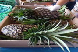 Bikin Arab Saudi Ketagihan, Nanas Sipahutar Kembali Diekspor