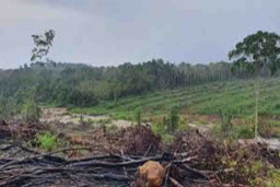 GAKKUM KLHK Menahan Pemodal Perusakan Hutan di Desa Batu