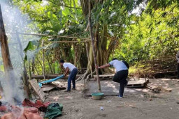 Polsek Tulangan Gagal Tangkap Pelaku Sabung Ayam di Desa Kemantren
