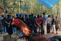 Sabung Ayam di Desa Pakis Kembar Diduga Disertai Perjudian
