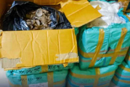 216 Kilogram Sisik Trenggiling Diselundupkan di Pelabuhan Roro Tanjung Uban