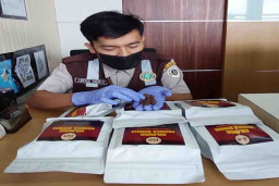 Biji Kopi Arabika Indonesia Dinikmati di Australia