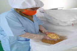 Konjac Chip Mojokerto Melenggang ke Tiongkok