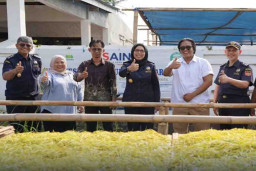 Rajangan Daun Talas Kering Cilacap Diminati Pasar Yordania