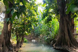 Asal Sumber Air Bening di Desa Kunci Bojonegoro