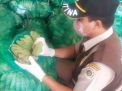 21 Ton Buah Pisang di Ekspor ke Malaysia