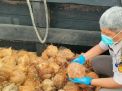 280 Ton Kelapa Bulat Diekspor ke Malaysia