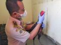 Ayam Jago Sidoarjo Siap Berkokok di Tarakan