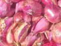 Harga Bawang Merah Turun Jadi Rp 9000 Per Kg