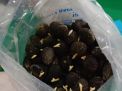 Puluhan Ribu Benih Kelapa Sawit Diekspor ke Malaysia