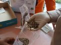 Sampel Biji Kopi dan Teh Hitam Menuju Benua Eropa
