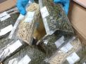 Karantina Periksa Daun Kelapa Sawit Sebelum Diteliti di Palangkaraya