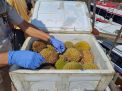 Durian Diperiksa Petugas Karantina Sebelum Menuju Batam