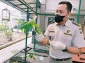 Tanaman Hias dari Kota Batu Diekspor ke Amerika Serikat