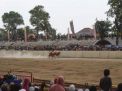 Mengenal Gagak Rimang, Juara 1 Karapan Sapi Piala Presiden 2023 di Bangkalan